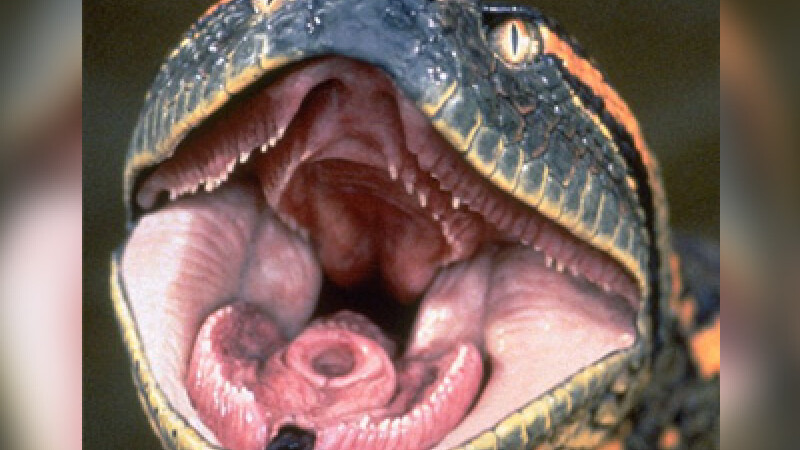 Cum arată șarpele-penis, descoperit în Brazilia