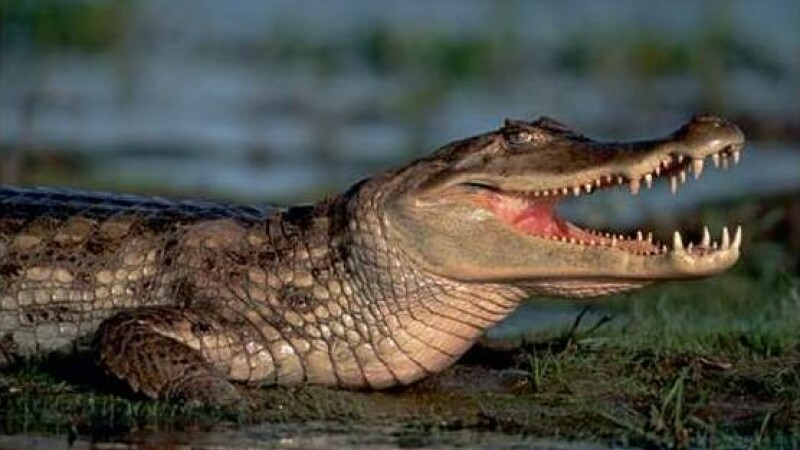 crocodili