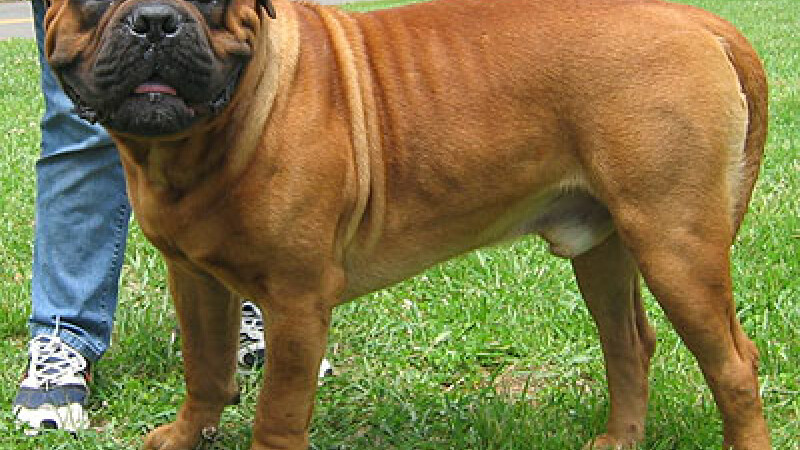 Bullmastiff