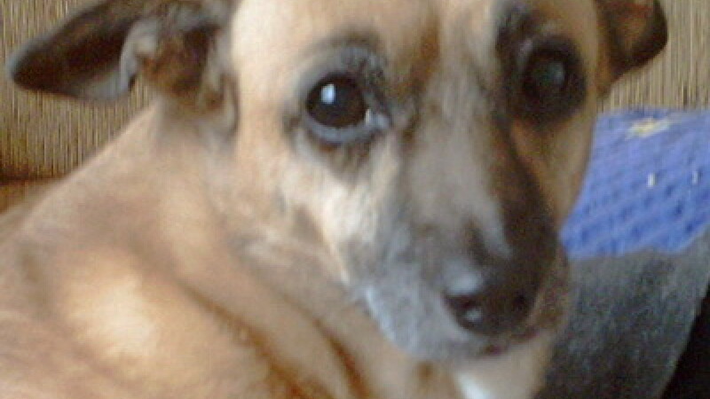 Catel