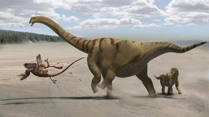 Brontomerus
