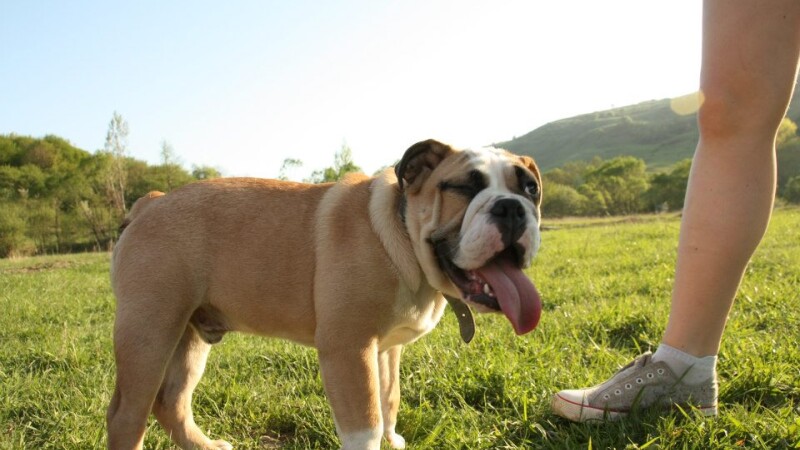 OSCAR VINO ACASA. Povestea bulldogului englez pasionat de pescuit, ajutat pe facebook