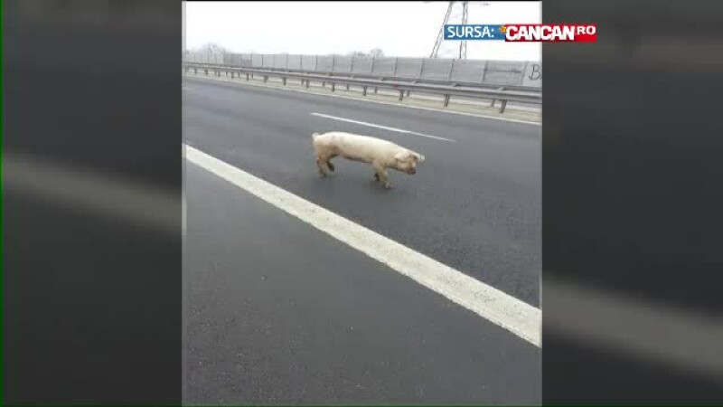 porc pe autostrada