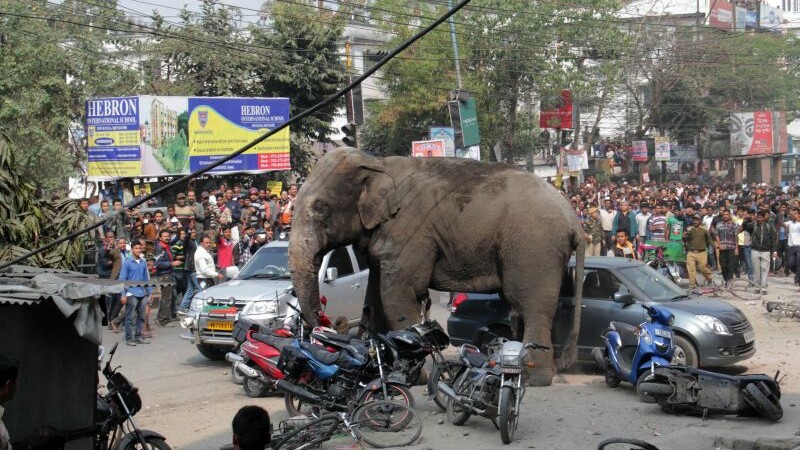 elefant India