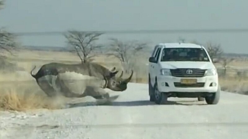 rinocer safari