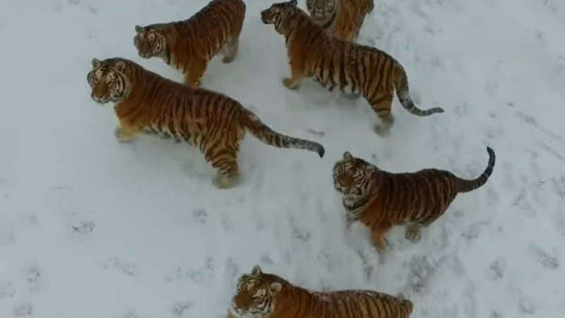 tigri