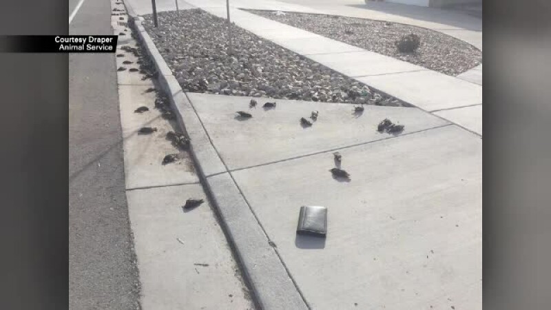 Ploaie de păsări moarte într-un oraş din SUA.