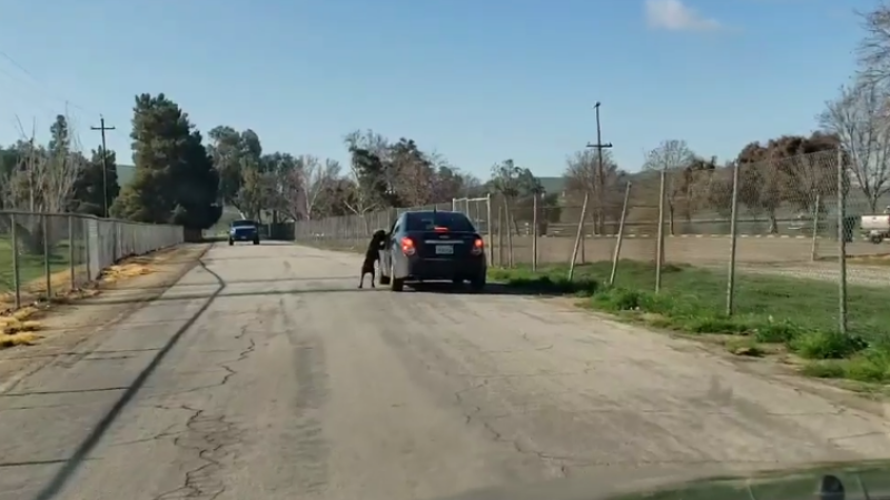 Catel abandonat de stapan