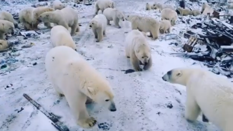 invazie, ursi polari, rusia, Novaya Zemlya