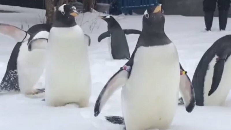 pinguini pittsburg