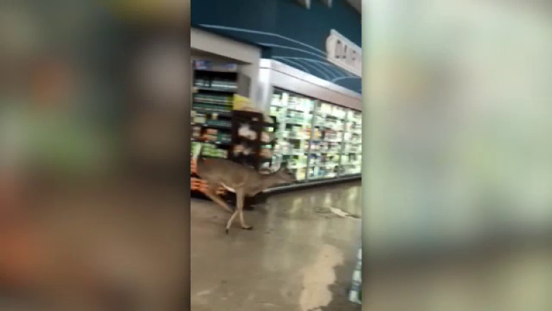 Ce a făcut o căprioară care a intrat într-un supermarket. Momentul, filmat de clienți. VIDEO