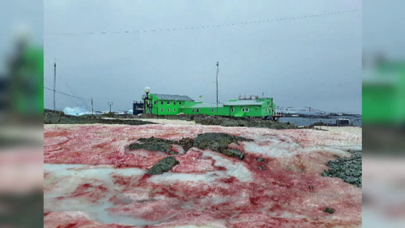 Fenomen bizar în Antarctica. De ce zăpada a devenit sângerie. VIDEO
