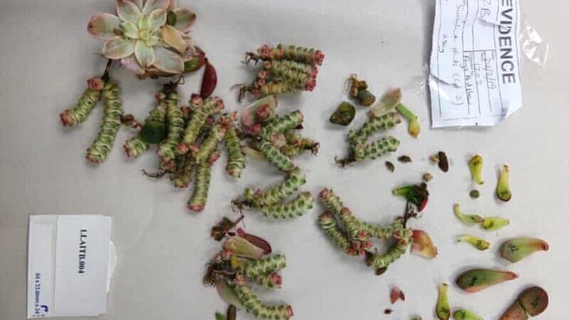 Cactusi