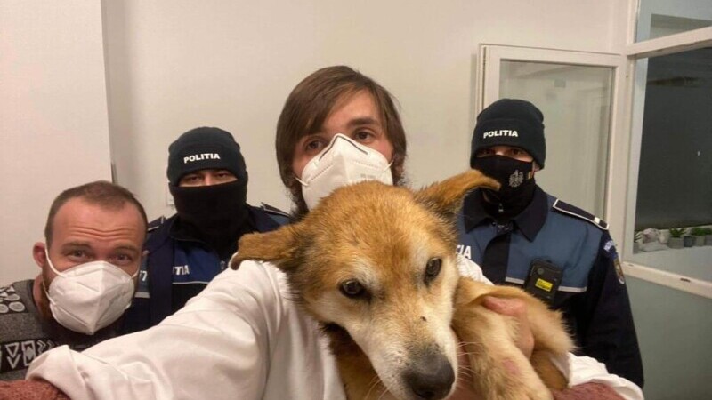 Câine bătrân și bolnav abandonat pe un ger cumplit, salvat de la moarte de polițiștii din Botoșani