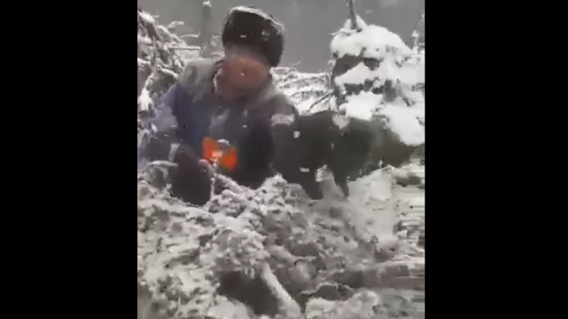 Pui de urs aruncat în zăpadă