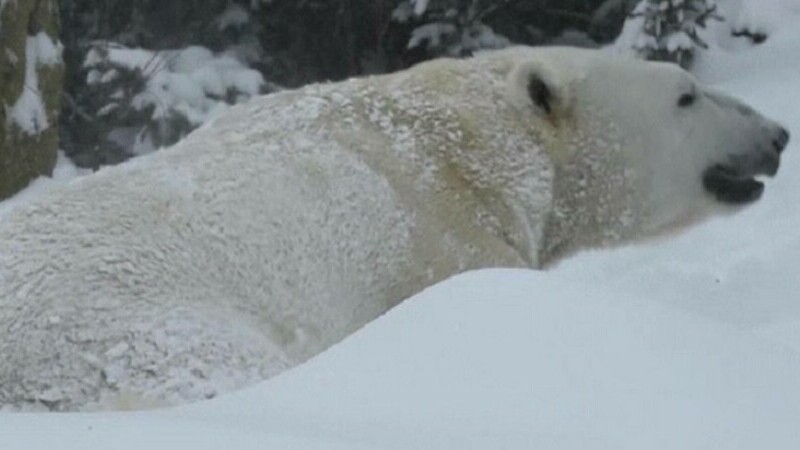 Furtuna de zăpadă care a lovit SUA, bucuria unui urs polar. Animalul a făcut spectacol în nămeți