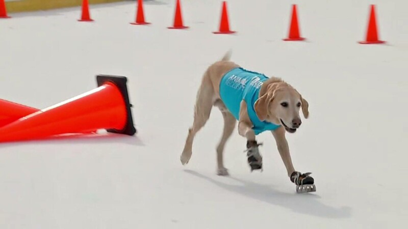 Câinele patinator din New York face senzație prin spectacolele sale pe gheață