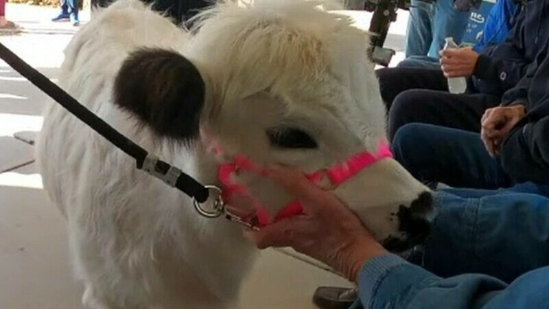 Bătrânii dintr-un un cămin din SUA fac terapie cu o vacă. Dolly, bucuria bolnavilor de alzheimer și parkinson
