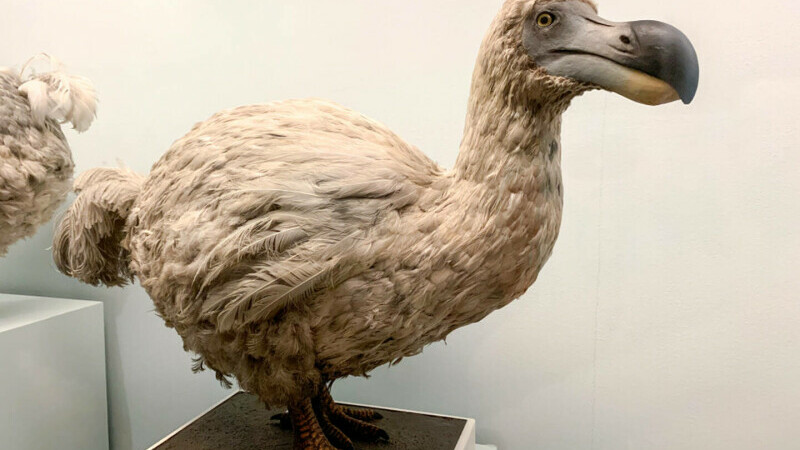 Pasărea Dodo