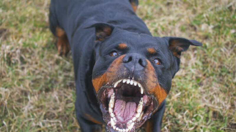 rottweiler agresiv