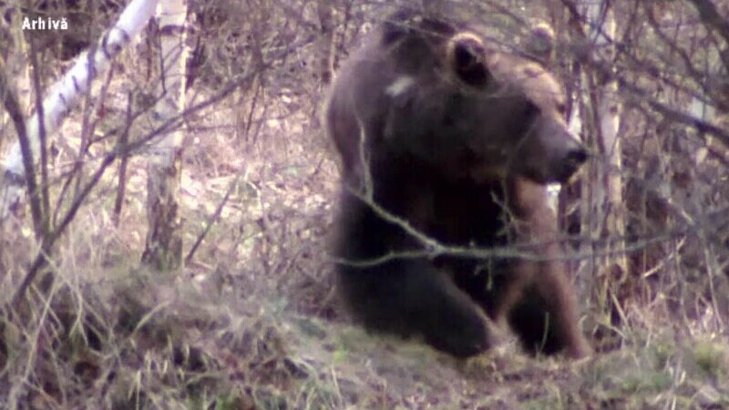 Un urs terorizează un sat întreg din Bacău. Oamenii fac cu rândul de pază