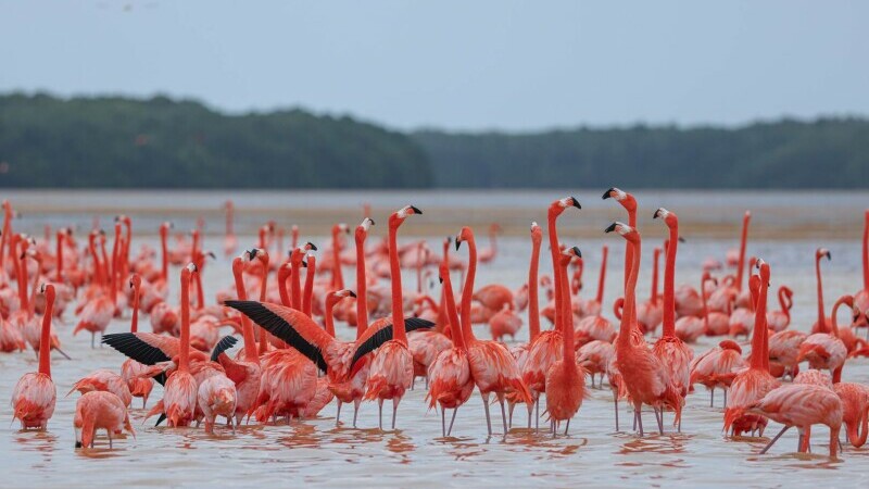 flamingo