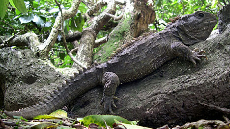 reptila Tuatara