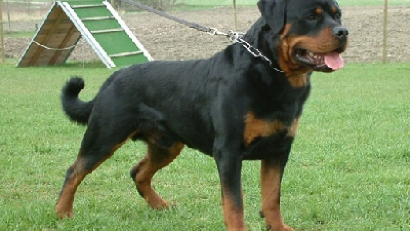 caine