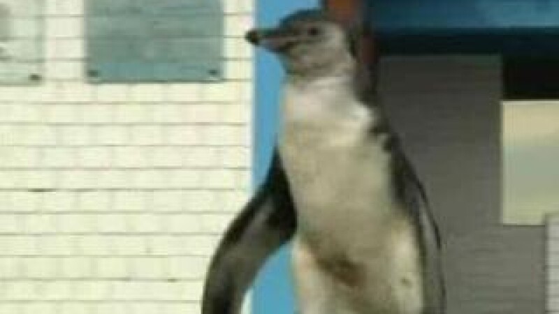 pinguin