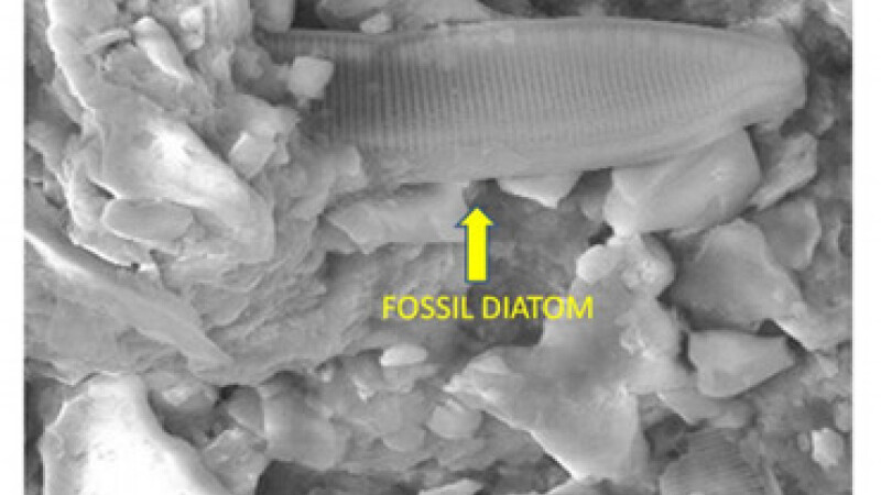 alge fosilizate in meteorit