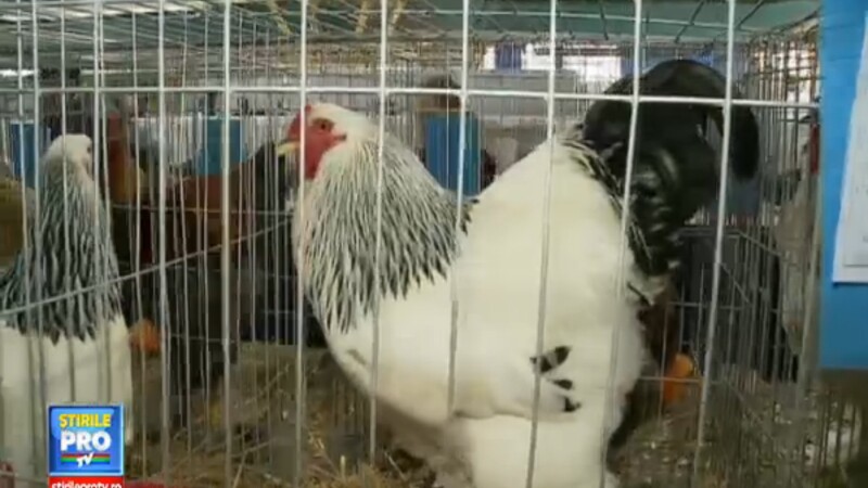 Zeci de crescatori de pauni, cocosi, porumbei, iepuri si gaini si-au dat intalnire la Cluj