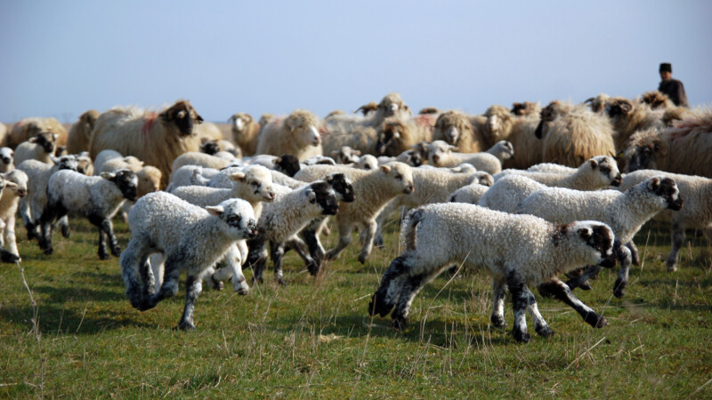 cioban cu oi turma