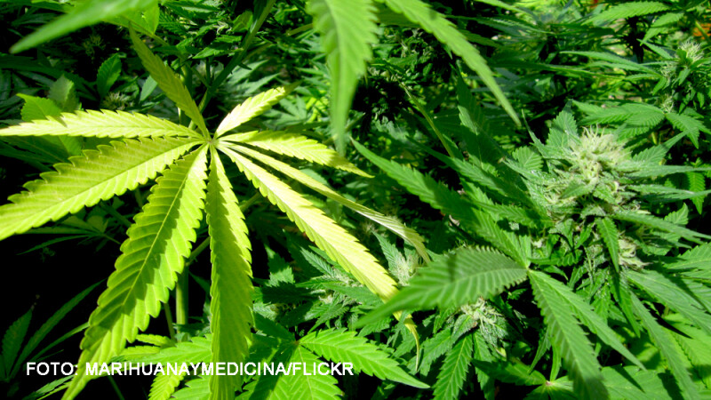 multe plante de marijuana