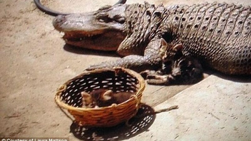 aligator