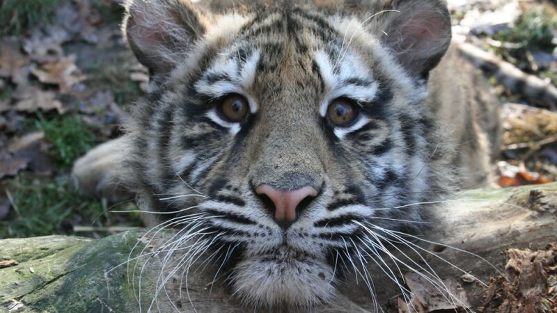 tigru siberian zoo targu mures