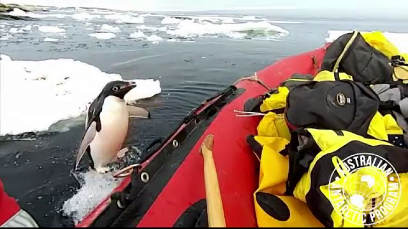 pinguin, exploratori, antarctica, barca