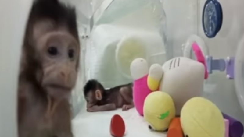 Maimute clonate
