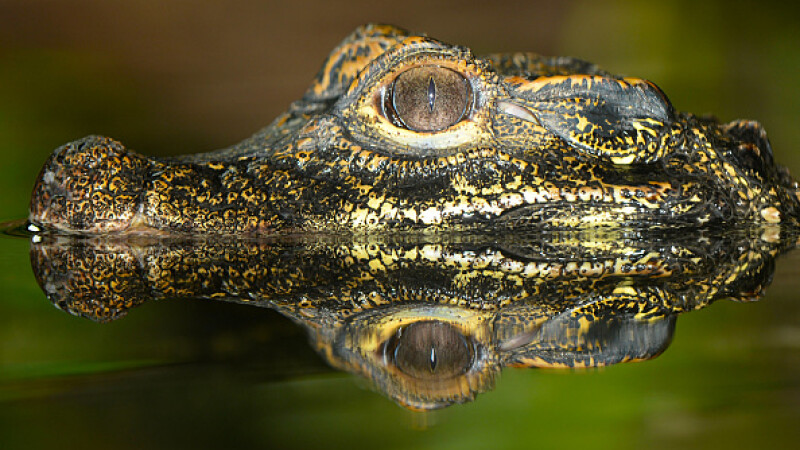 crocodili