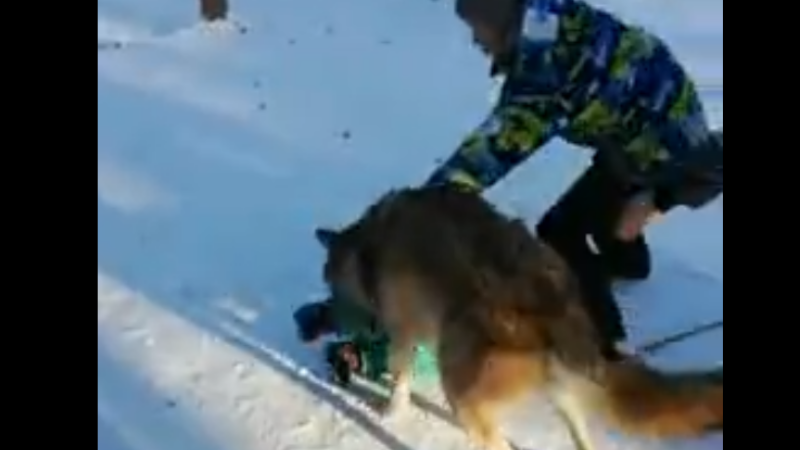 copil atacat de lup
