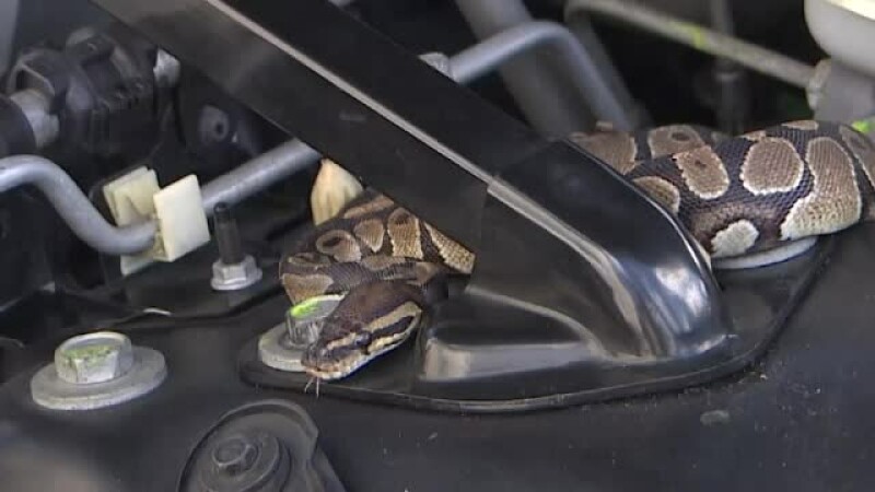 A găsit un şarpe boa în maşină când îşi ducea copiii la şcoală