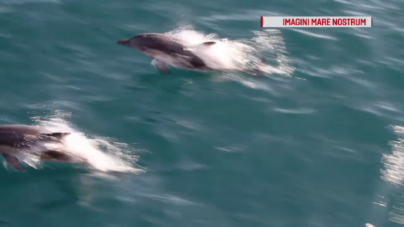 Delfini Marea Neagra
