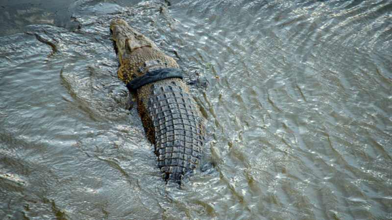crocodil