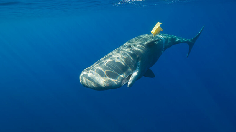 balena plastic
