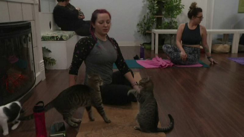 yoga pisici