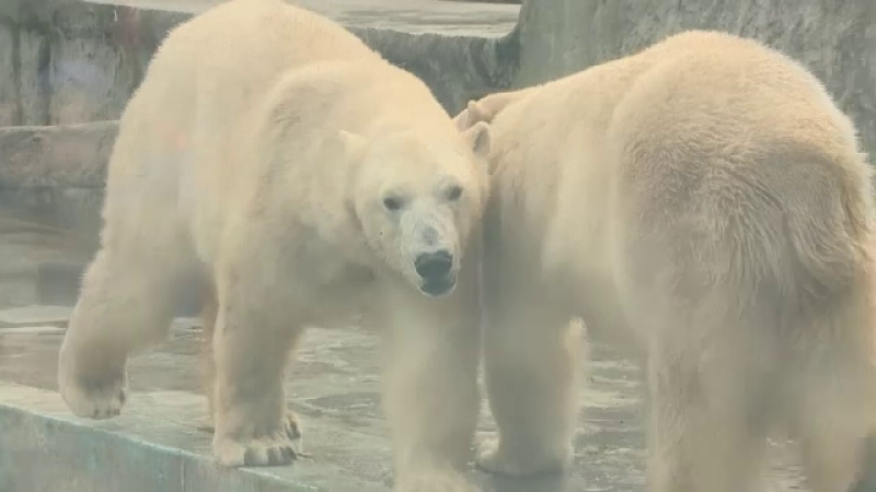 Ursi polari