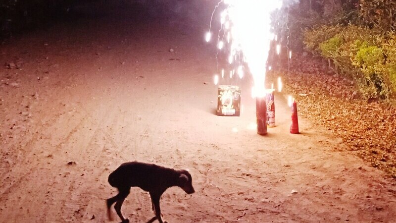 Câine și artificii