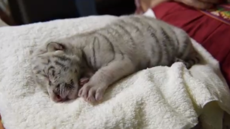 Un pui de tigru alb s-a născut la o grădină zoologică din Nicaragua. VIDEO