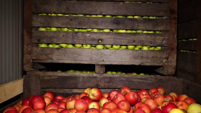 România are prea multe mere. Ce fac producătorii pentru a nu arunca recolta bogată