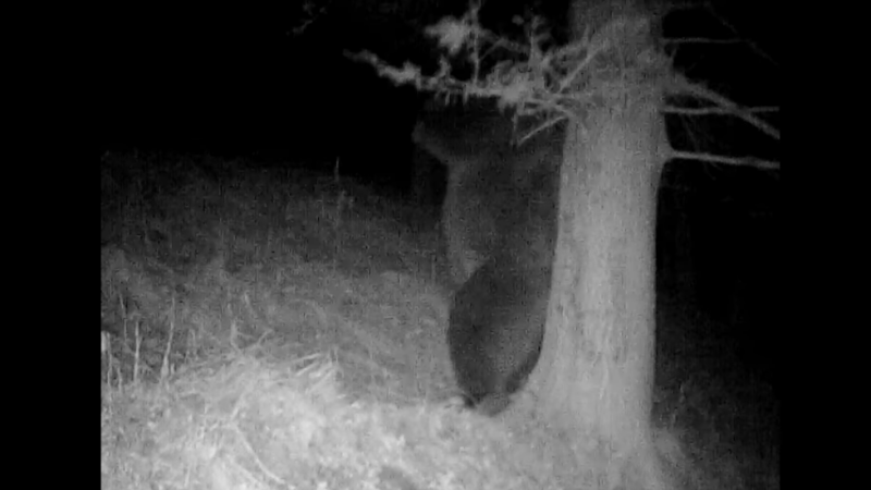 Imagini amuzante cu un urs, surprinse în Parcul Național Retezat. ”Mâncărimea, bat-o vina!”