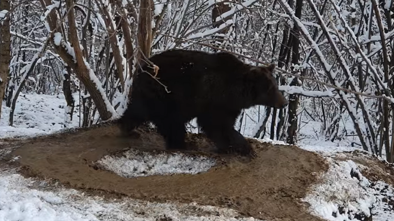 Imagini sfâșietoare la Zărnești. Un urs care a stat 20 de ani în cușcă se învârte în cerc, deși este liber